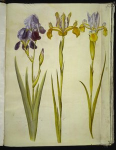 鸢尾花 ×sambucina（架上鸢尾花）；英国鸢尾花 latifolia（英国鸢尾花） 作者 玛丽亚·西比拉·梅里安