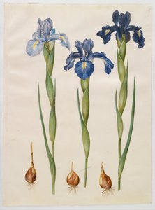 鸢尾花 作者 汉斯-西蒙·霍尔茨贝克