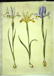 西班牙鸢尾（Iris xiphium）或英国鸢尾（Iris latifolia）；西班牙鸢尾（Iris xiphium） 作者 玛丽亚·西比拉·梅里安