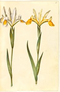 xiphium 虹膜鸢尾，可能是 latifolia 虹膜鸢尾（？）（西班牙鸢尾或英国鸢尾） 作者 玛丽亚·西比拉·梅里安