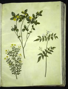 Jasminum odoratissimum (stue jasmine); Jasminum fruticans (busk jasmine); Jasminum grandiflorum (scented jasmine) 作者 玛丽亚·西比拉·梅里安