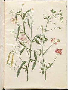 Lathyrus sylvestris（森林扁平豆科植物）；Lathyrus tuberosus（块茎扁平豆科植物） 作者 Hans Simon Holtzbecker