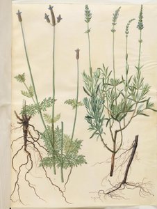 多花薰衣草（穗状薰衣草）；簇生薰衣草（真薰衣草） 作者 玛丽亚·西比拉·梅里安