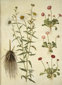 Leucanthemum vulgare（白牛眼）； Bellis perennis（普通雏菊） 作者 玛丽亚·西比拉·梅里安