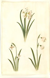 夏白梅（Leucojum aestivum）；普通雪花莲（Galanthus nivalis）；马蹄莲（Leucojum vernum）。 作者 玛丽亚·西比拉·梅里安