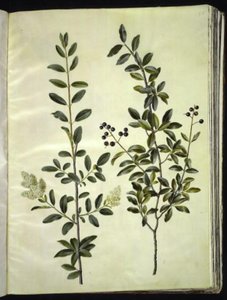 女贞 作者 玛丽亚·西比拉·梅里安
