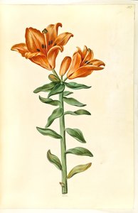 百合花 作者 玛丽亚·西比拉·梅里安