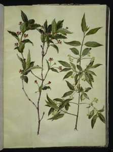 Lonicera alpigena（高山山羊芸香草）；Euonymus europaeus（普通苦木） 作者 玛丽亚·西比拉·梅里安