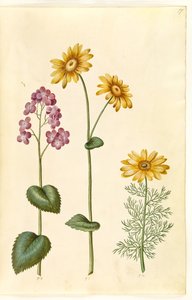 Lunaria annua (Judas money)；Doronicum pardalianches (heart-leaved gemserod)；Adonis vernalis (spring adonis) 作者 玛丽亚·西比拉·梅里安