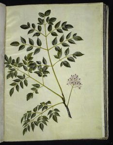 Melia azedarach (paternostertræ) 作者 玛丽亚·西比拉·梅里安
