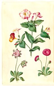 奇妙花（Mirabilis jalapa）；普通雏菊（Bellis perennis） 作者 Hans Simon Holtzbecker