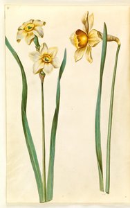 Narcissus ×medioluteus (toblomstret narcis); Narcissus ×incomparabilis (have-narcis) 作者 玛丽亚·西比拉·梅里安