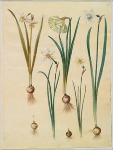 Narcissus ×medioluteus（烟熏水仙）；Narcissus pseudonarcissus；Narcissus（水仙）；Narcissus poeticus（毛笔百合）；Narcissus ×tenuior 作者 玛丽亚·西比拉·梅里安