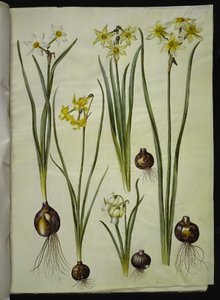 Narcissus poeticus (brush lily); Narcissus triandrus (orchid narcis); Narcissus ×medioluteus (toblomstret narcis) 作者 玛丽亚·西比拉·梅里安