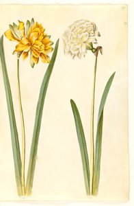 水仙花 作者 汉斯-西蒙·霍尔茨贝克
