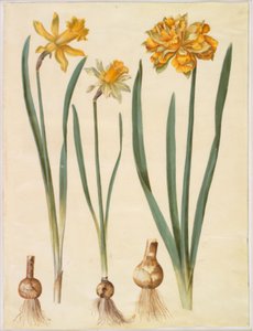 Narcissus pseudonarcissus major (large daffodil); Narcissus pseudonarcissus bicolor (bicoloured daffodil); Narcissus pseudonarcissus 作者 玛丽亚·西比拉·梅里安
