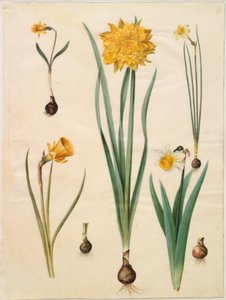 Narcissus pseudonarcissus minor; Narcissus pseudonarcissus pseudonarcissus (påskelilje); Narcissus ×tenuior; Narcissus bulbocodium (crinoline-narcissus); Narcissus pseudonarcissus bicolor (tofarvet påskelilje) 作者 玛丽亚·西比拉·梅里安