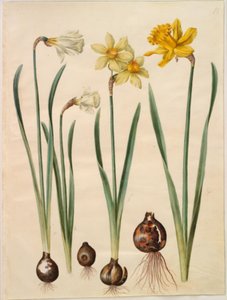 Narcissus pseudonarcissus moschatus (moskus-narcis); Narcissus ×medioluteus (toblomstret narcis); Narcissus pseudonarcissus major (stor påskelilje) 作者 玛丽亚·西比拉·梅里安