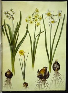 Narcissus tazetta (tazette); Narcissus ×medioluteus (toblomstret daffodil); Narcissus bulbocodium (crinoline daffodil) 作者 玛丽亚·西比拉·梅里安