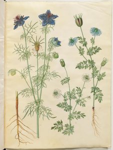 Nigella hispanica (devil in the bush); Nigella sativa (blackbird) 作者 玛丽亚·西比拉·梅里安