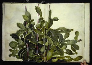 Opuntia ficus-indica, Opuntia humifusa eller Opuntia monacantha (art af figenkaktus) 作者 玛丽亚·西比拉·梅里安