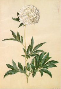 芍药 作者 玛丽亚·西比拉·梅里安