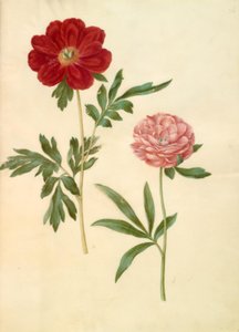 芍药 作者 玛丽亚·西比拉·梅里安
