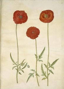 罂粟花 作者 玛丽亚·西比拉·梅里安