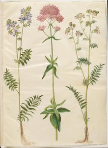 Polemonium caeruleum（普通雅各布梯）； Centranthus ruber（红刺玫） 作者 玛丽亚·西比拉·梅里安