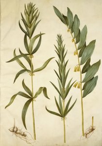 花环锥花；多花玉兰（大锥花 作者 玛丽亚·西比拉·梅里安
