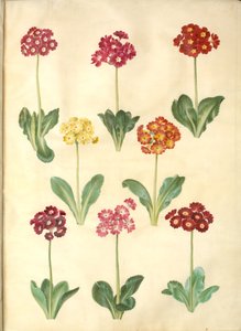 Primula ×pubescens（花园康乃馨） 作者 玛丽亚·西比拉·梅里安