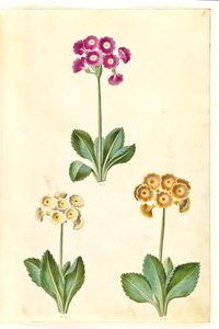 Primula ×pubescens（花园康乃馨） 作者 玛丽亚·西比拉·梅里安