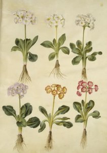 Primula ×pubescens（花园康乃馨） 作者 玛丽亚·西比拉·梅里安