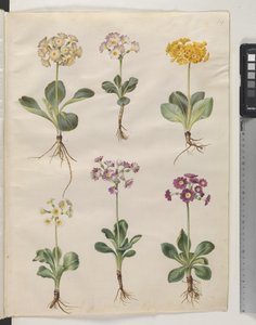 Primula ×pubescens Wulfen（花园康乃馨） 作者 玛丽亚·西比拉·梅里安