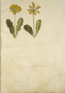 报春花（空心领报春花的杂交种）；报春花（空心领报春花） 作者 玛丽亚·西比拉·梅里安