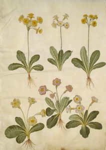 报春花（空心领报春花的杂交种）；报春花（大花报春花的杂交种） 作者 玛丽亚·西比拉·梅里安