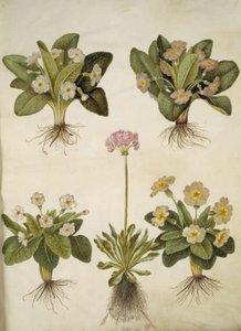 报春花（大花报春花的杂交种）；报春花（蚧壳类报春花） 作者 玛丽亚·西比拉·梅里安