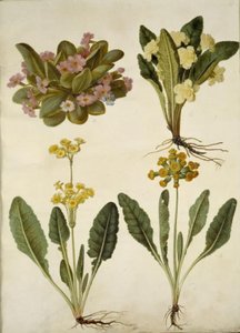 报春花（嘉年华报春花）；报春花（大花报春花杂交种）；报春花（空心领报春花杂交种） 作者 玛丽亚·西比拉·梅里安