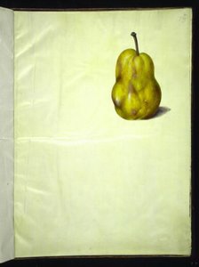 梨树 作者 玛丽亚·西比拉·梅里安