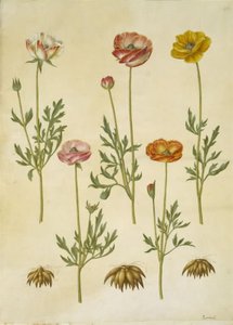 Ranunculus asiaticus (have-ranculus) 作者 玛丽亚·西比拉·梅里安