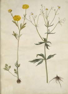 Ranunculus monspeliacus (silke ranunculus); Ranunculus aconitifolius (stormhatbladet ranunculus) 作者 玛丽亚·西比拉·梅里安