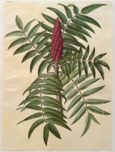 Rhus typhina 作者 汉斯-西蒙·霍尔茨贝克