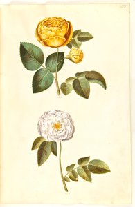 Rosa hemisphaerica (svovlgul rose); Rosa ×alba (hvid rose) 作者 玛丽亚·西比拉·梅里安