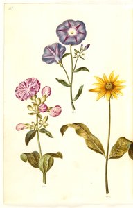 Saponaria officinalis（普通肥皂草）；Convolvulus tricolor（女贞裙）；Helianthus（？ 作者 Hans Simon Holtzbecker