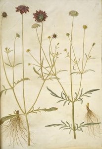 Scabiosa atropurpurea (enkeblomst); Scabiosa columbaria (due-skabiose) 作者 玛丽亚·西比拉·梅里安