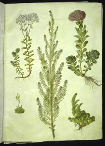 Sedum album (white stonecrop); Sedum anacampseros (round-leaved stonecrop); Sedum (stonecrop); Suaeda vera (bush goosefoot); Sedum rupestre (mountain stonecrop) 作者 玛丽亚·西比拉·梅里安