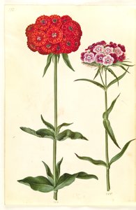 Silene chalcedonica（燃烧的爱）；Dianthus barbatus（学生康乃馨） 作者 玛丽亚·西比拉·梅里安