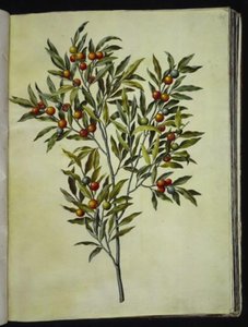 耶路撒冷醋栗（Solanum pseudocapsicum） 作者 玛丽亚·西比拉·梅里安