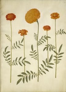 Tagetes patula（平展绒花）； Tagetes erecta（直立绒花） 作者 玛丽亚·西比拉·梅里安