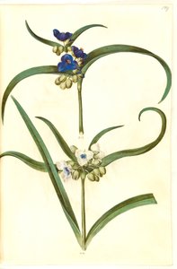 Tradescantia virginiana or Tradescantia ohiensis (?)（花蜥蜴） 作者 玛丽亚·西比拉·梅里安